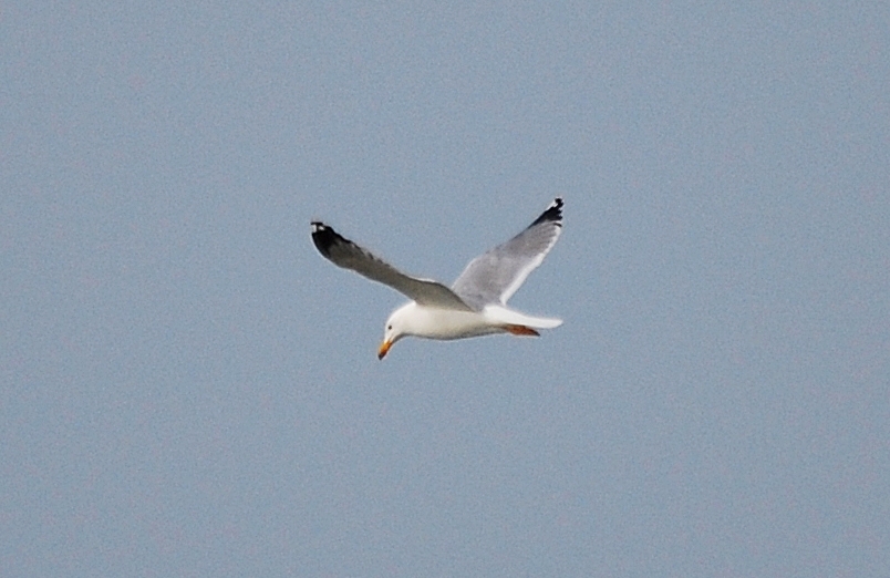 Gabbiano da identificare